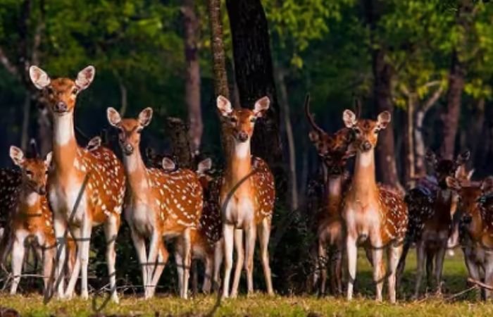 Sundarban Best Tourism